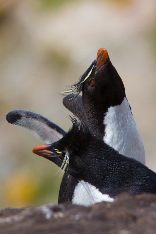 Rockhopper Penguins